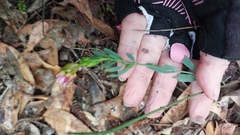 Bushy boronia (Boronia fastigiata)