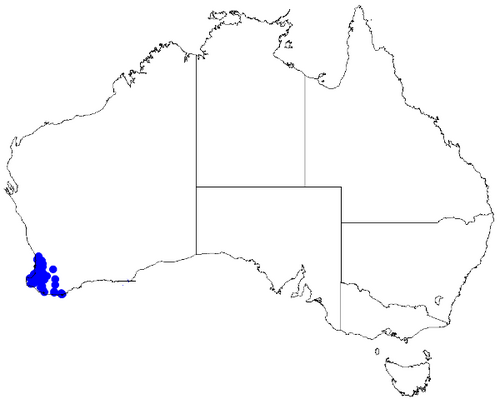 Bushy boronia: Boronia fastigiata occurrence data downloaded from Australasian Virtual Herbarium 10 April 2019 using doi: https://doi.org/10.26197/5cacda08e37d9 This download
