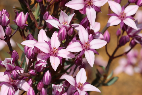 Bushy boronia (Boronia fastigiata)