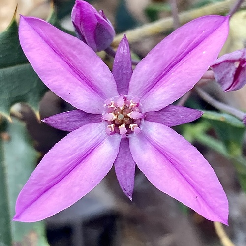Bushy boronia (Boronia fastigiata)