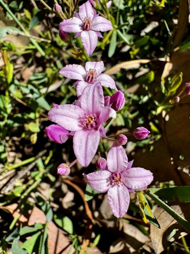Bushy boronia (Boronia fastigiata)