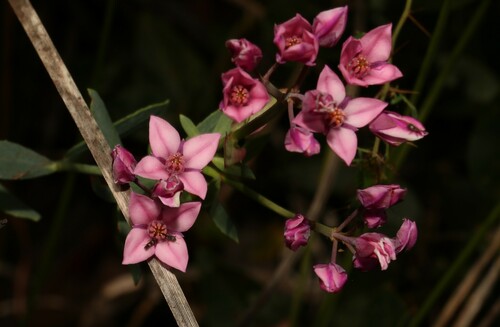 Bushy boronia (Boronia fastigiata)
