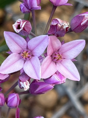 Bushy boronia (Boronia fastigiata)