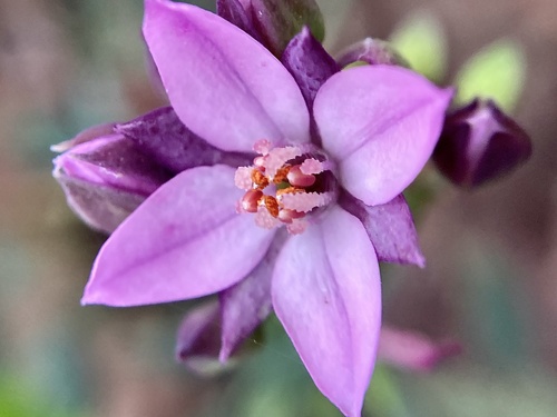 Bushy boronia (Boronia fastigiata)