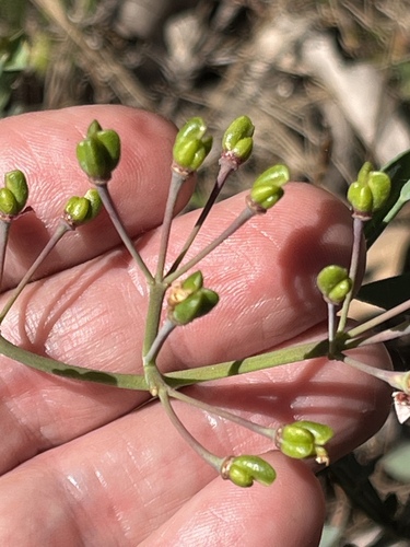 Bushy boronia (Boronia fastigiata)