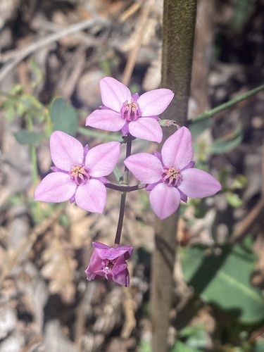 Bushy boronia (Boronia fastigiata)