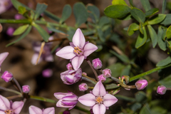 Bushy boronia (Boronia fastigiata)