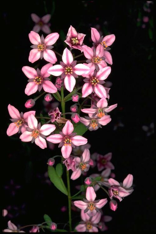 Bushy boronia: Flowers and foliage of Boronia fastigiata