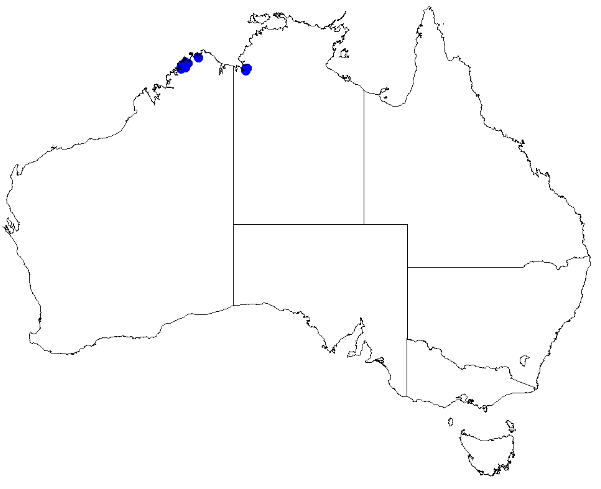 Boronia filicifolia: Boronia filicifolia occurrence data downloaded from Australasian Virtual Herbarium 10 April 2019 using doi: https://doi.org/10.26197/5cacda08e37d9 This download