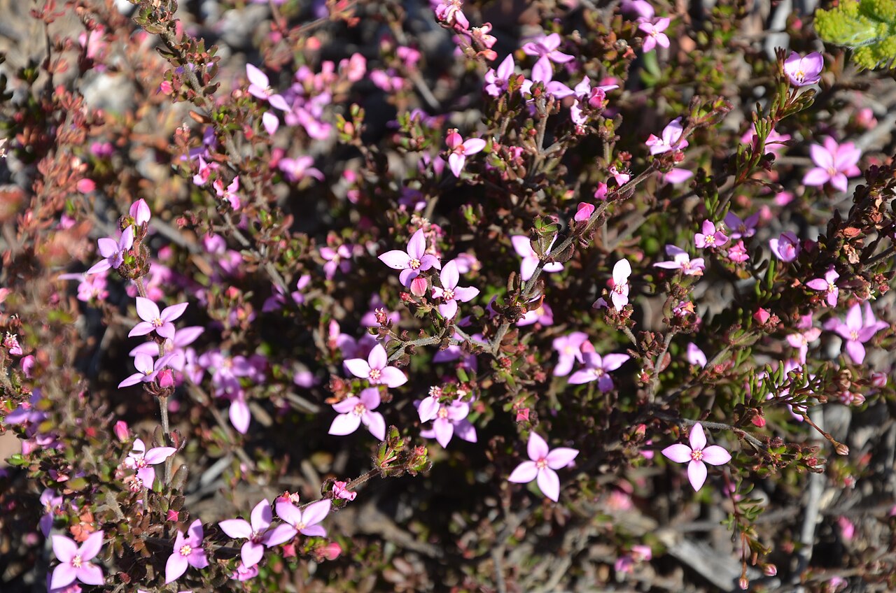 Boronia filifolia: DSC_6234 Boronia filifolia, Shackle Road, c.1.5km south of Cape Borda Road, Flinders Chase National Park, Kangaroo Island, South Australia