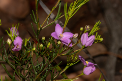 Boronia filifolia (Boronia filifolia)