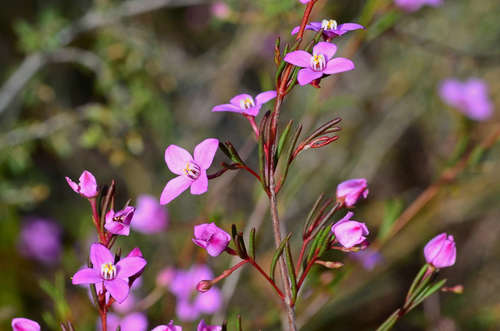 Boronia filifolia (Boronia filifolia)