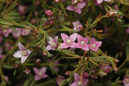 Boronia filifolia: Foliage and flowers of Boronia filifolia in Stocks Nursery and Botanic Garden, Harden, NSW,