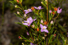 Boronia filifolia (Boronia filifolia)