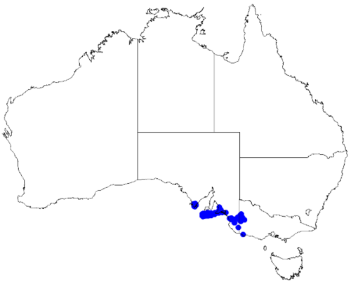 Boronia filifolia: Boronia filifolia occurrence data downloaded from Australasian Virtual Herbarium 10 April 2019 using doi: https://doi.org/10.26197/5cacda08e37d9 This download i