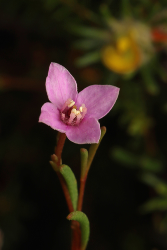Boronia filifolia (Boronia filifolia)