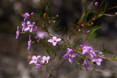 Boronia filifolia (Boronia filifolia)