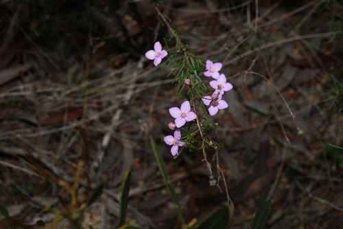 Boronia filifolia (Boronia filifolia)