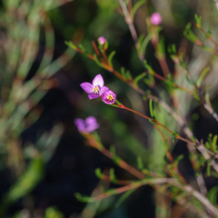 Boronia filifolia (Boronia filifolia)