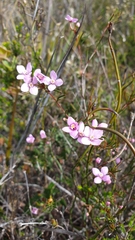 Boronia filifolia (Boronia filifolia)