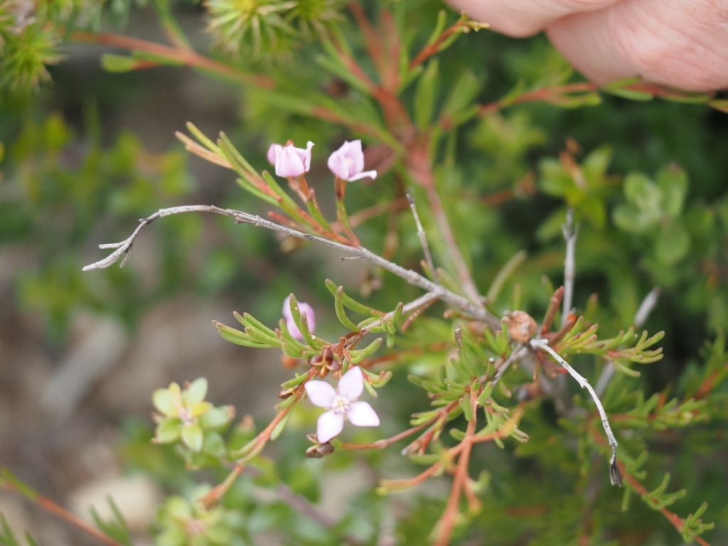 Boronia filifolia (Boronia filifolia)