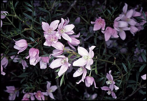 Boronia floribunda: Foliage and flowers of Boronia floribunda at Mt Wilson NSW,