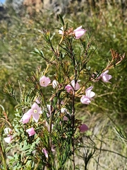 Boronia floribunda (Boronia floribunda)