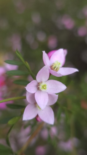Boronia floribunda (Boronia floribunda)
