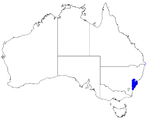 Boronia floribunda: Boronia floribunda occurrence data downloaded from Australasian Virtual Herbarium 10 April 2019 using doi: https://doi.org/10.26197/5cacda08e37d9 This download