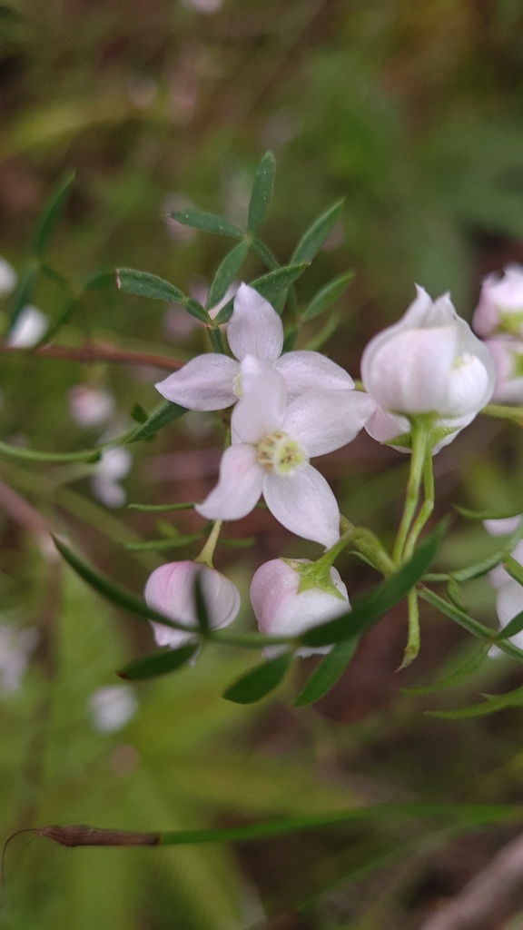 Boronia floribunda (Boronia floribunda)