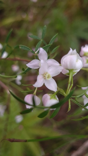 Boronia floribunda (Boronia floribunda)