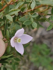 Boronia floribunda (Boronia floribunda)