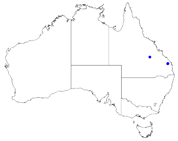 Boronia foetida: Boronia foetida occurrence data downloaded from Australasian Virtual Herbarium 10 April 2019 using doi: https://doi.org/10.26197/5cacda08e37d9 This download inc