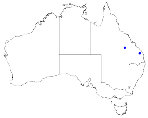 Boronia foetida: Boronia foetida occurrence data downloaded from Australasian Virtual Herbarium 10 April 2019 using doi: https://doi.org/10.26197/5cacda08e37d9 This download inc