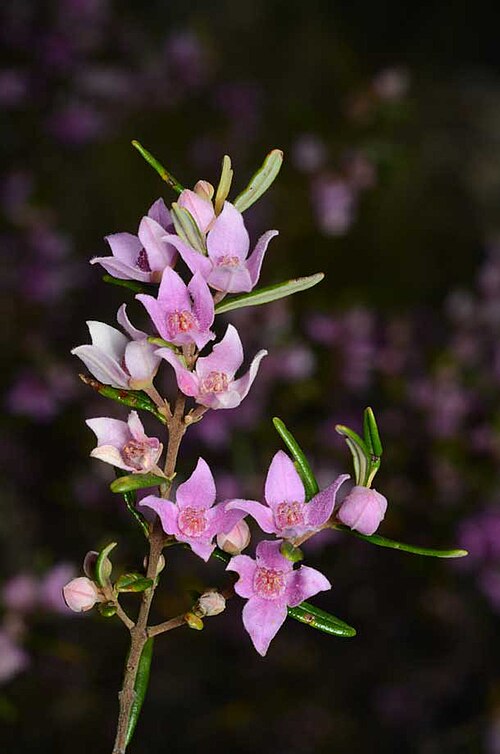 Boronia forsteri: Foliage and flowers of Boronia forsteri in Expedition National Park, Robinson Gorge section, ~150 km N of Roma, QLD
