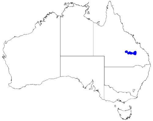 Boronia forsteri: Boronia forsteri occurrence data downloaded from Australasian Virtual Herbarium 10 April 2019 using doi: https://doi.org/10.26197/5cacda08e37d9 This download in