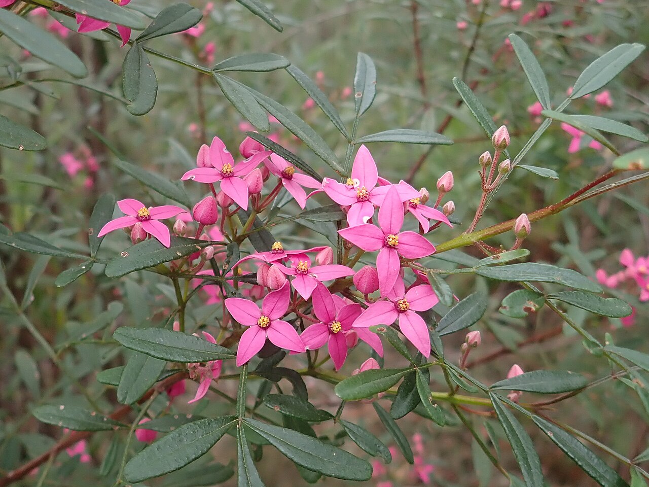 Boronia fraseri: Boronia fraseri