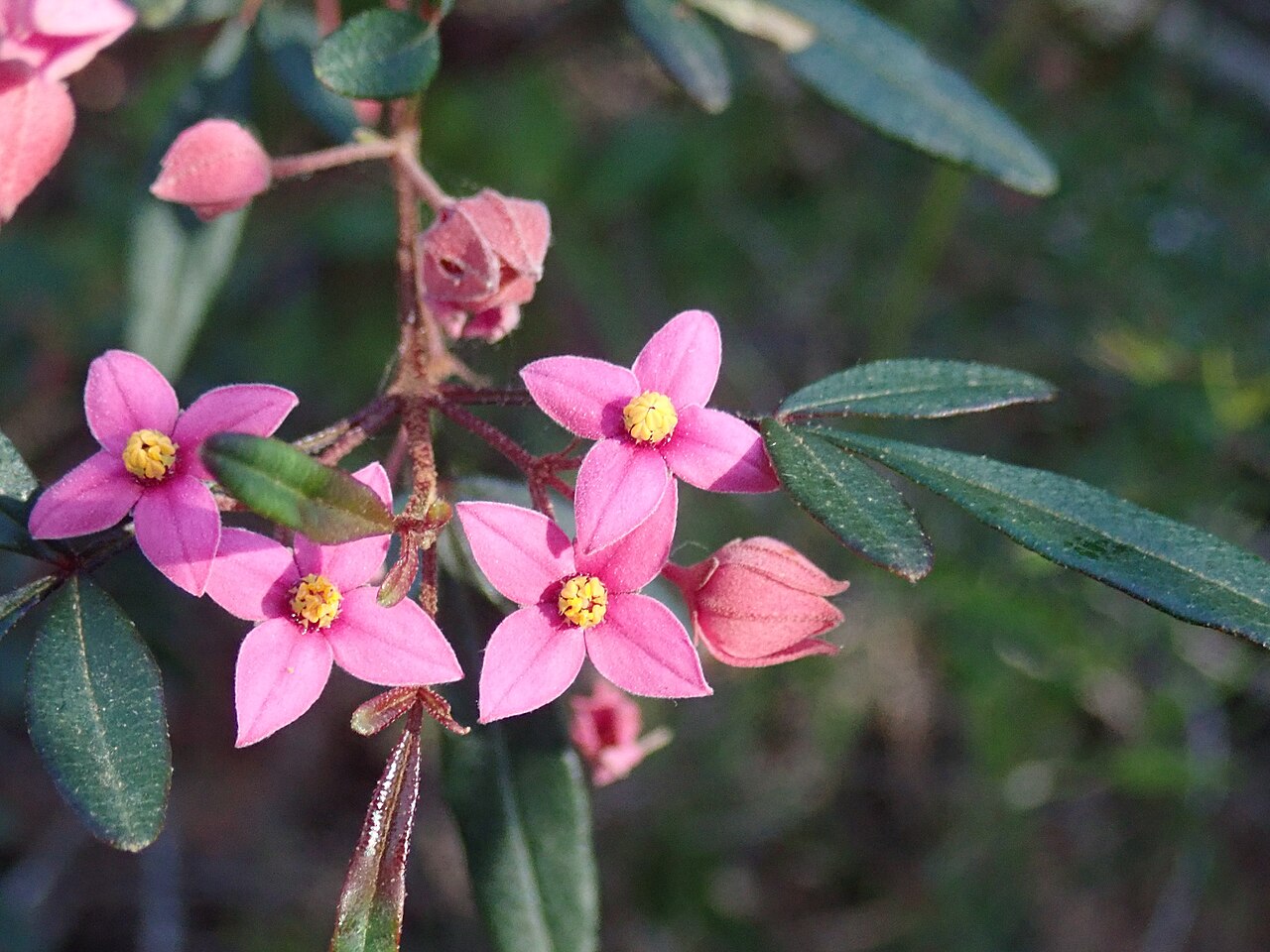 Boronia fraseri: Boronia fraseri, Girrakool Loop, Brisbane Water NP with Ruth, 20/10/2019