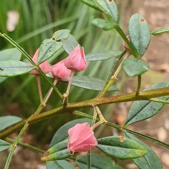 Boronia fraseri (Boronia fraseri)