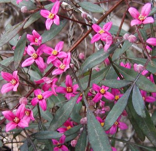 Boronia fraseri: Boronia fraseri, Glenbrook Native Plant reserve Photo Cas Liber Sept 2004