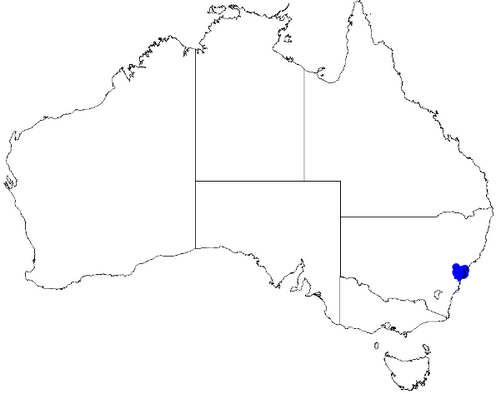 Boronia fraseri: Boronia fraseri occurrence data downloaded from Australasian Virtual Herbarium 10 April 2019 using doi: https://doi.org/10.26197/5cacda08e37d9 This download inc