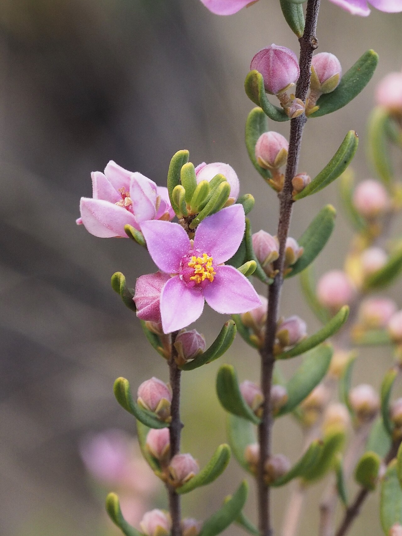 Boronia glabra: Boronia glabra near the Sandstone Caves in the Pilliga Nature Reserve, New South Wales