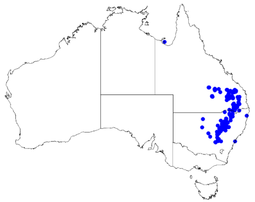 Boronia glabra: Boronia glabra occurrence data downloaded from Australasian Virtual Herbarium 10 April 2019 using doi: https://doi.org/10.26197/5cacda08e37d9 This download incl