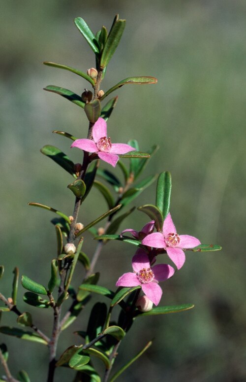 Boronia glabra: Foliage and flowers of Boronia glabra in Mt Moffatt National Park, Molong Arch area, QLD