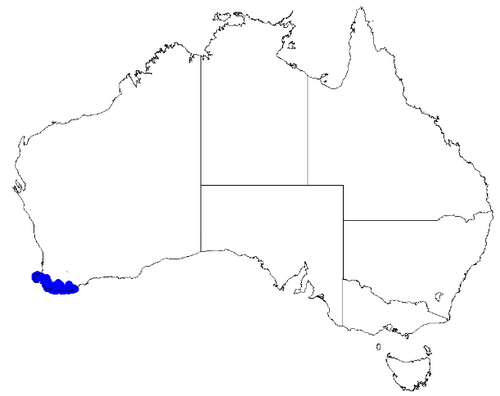 Boronia gracilipes: Boronia gracilipes occurrence data downloaded from Australasian Virtual Herbarium 10 April 2019 using doi: https://doi.org/10.26197/5cacda08e37d9 This download