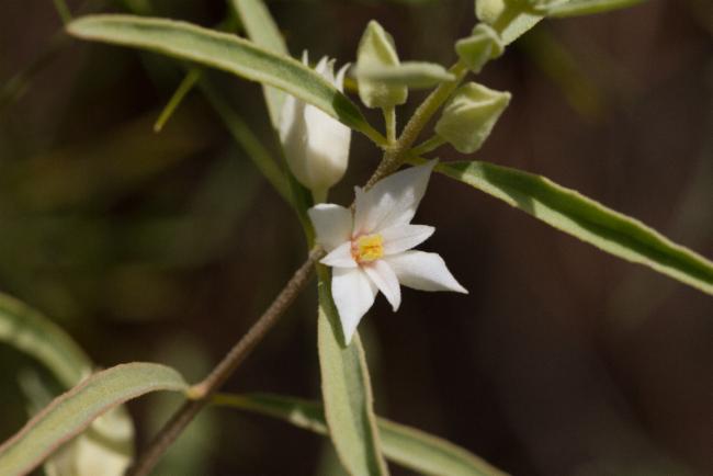Boronia grandisepala: Foliage and flowers of Boronia grandisepala in the Nitmiluk National Park