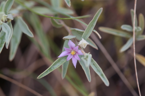 Boronia grandisepala (Boronia grandisepala)