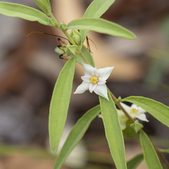 Boronia grandisepala (Boronia grandisepala)