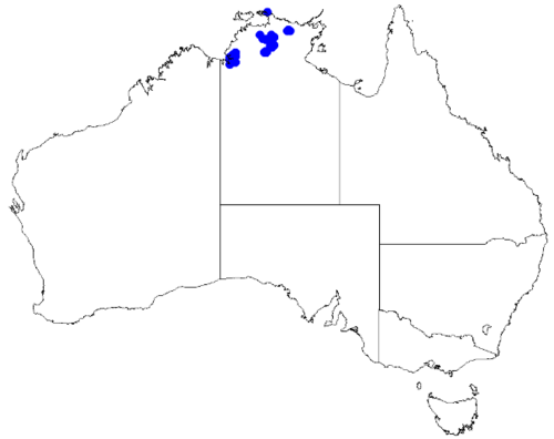 Boronia grandisepala: Boronia grandisepala occurrence data downloaded from Australasian Virtual Herbarium 10 April 2019 using doi: https://doi.org/10.26197/5cacda08e37d9 This downloa