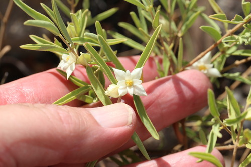 Boronia grandisepala (Boronia grandisepala)